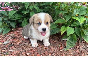 Bowie - Corgi, Pembroke Welsh for sale
