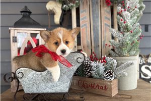 Owen - Corgi, Pembroke Welsh for sale