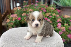 Bowie - Corgi, Pembroke Welsh for sale