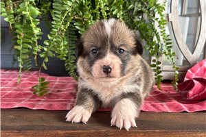 Bella - puppy for sale