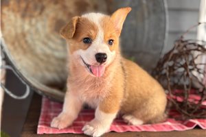 Betty - puppy for sale
