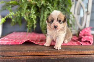 Betty - puppy for sale