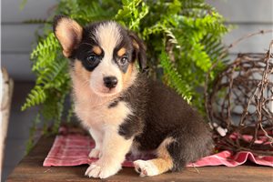 Barbie - Corgi, Pembroke Welsh for sale