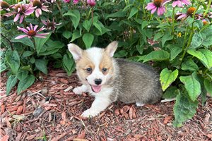 Baby - Corgi, Pembroke Welsh for sale