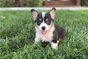 Belle - Corgi, Pembroke Welsh for sale