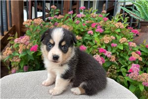 Barbie - Corgi, Pembroke Welsh for sale