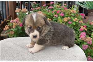 Bella - Corgi, Pembroke Welsh for sale