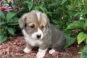 Bella - Pembroke Welsh Corgi for sale