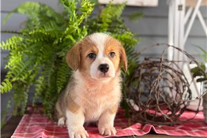 Bowie - Corgi, Pembroke Welsh for sale