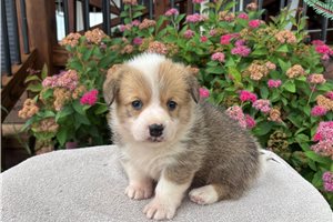 Betty - Corgi, Pembroke Welsh for sale