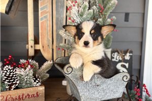 Olivia - Corgi, Pembroke Welsh for sale