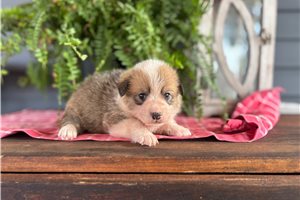 Baby - puppy for sale