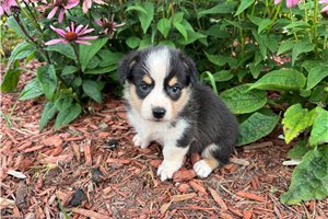 Barbie - Pembroke Welsh Corgi for sale