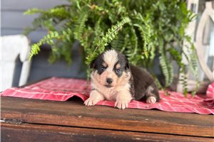 Barbie - Corgi, Pembroke Welsh for sale