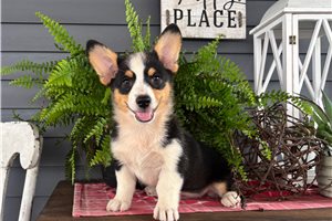 Barbie - Corgi, Pembroke Welsh for sale