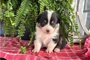 Belle - puppy for sale