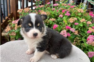Belle - Corgi, Pembroke Welsh for sale