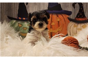 Petal, a Biewer Terrier puppy