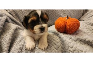 Pepe, a Biewer Terrier puppy