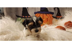Pepe, a Biewer Terrier puppy