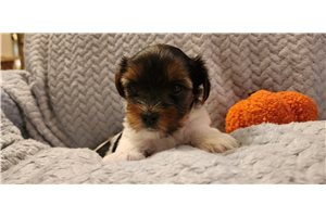 Petunia, a Biewer Terrier puppy