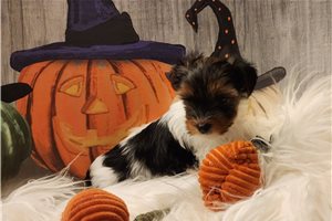Petunia, a Biewer Terrier puppy
