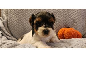 Petal, a Biewer Terrier puppy