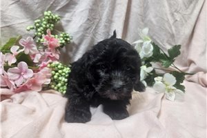 Emma - puppy for sale