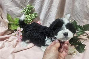 Evelyn - puppy for sale