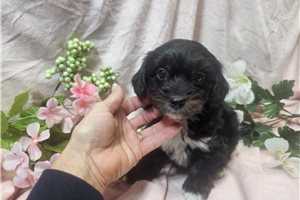 Elijah - puppy for sale