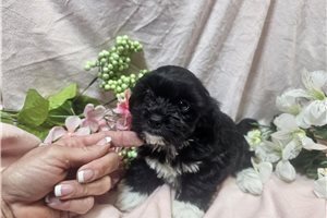 Eleanor - puppy for sale