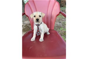 Stevie - Labradoodle for sale