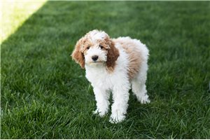 Freya - puppy for sale