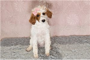 Faith - Poodle, Miniature for sale