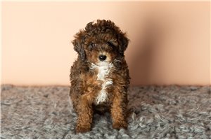 Herman - puppy for sale