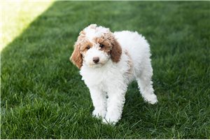 Fatima - Miniature Poodle for sale