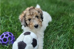 Grant - Poodle, Miniature for sale