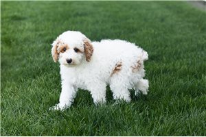 Faith - Miniature Poodle for sale