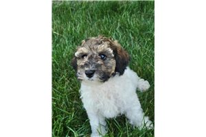 Gracie - Poodle, Miniature for sale