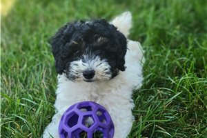 Giselle - Poodle, Miniature for sale