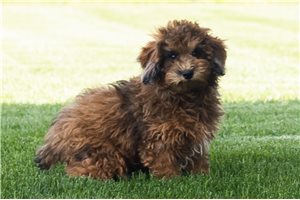 Harry - Poodle, Miniature for sale