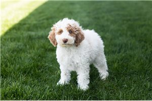 Finn - Miniature Poodle for sale
