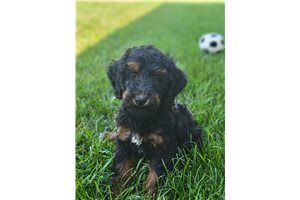 Grayson - Poodle, Miniature for sale