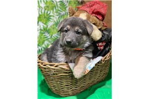 Skye - German Shepherd for sale