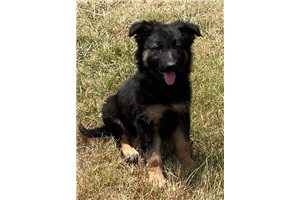 Lennie - German Shepherd for sale