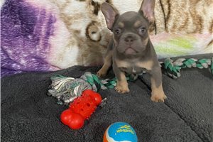 Clint - French Bulldog for sale