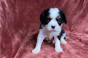 Chaz - Cavalier King Charles Spaniel for sale