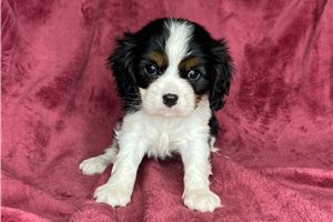 Melissa - Cavalier King Charles Spaniel for sale