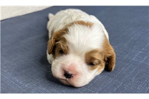 Brianna - puppy for sale