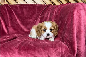 Blake - Cavalier King Charles Spaniel for sale